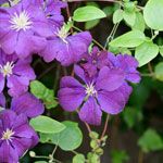 Kletterpflanzen Clematis
