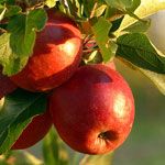 Obstgehölze Apfel
