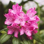 Rhododendron