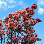 Solitärgehölze Magnolie